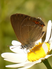Satyrium acaciae