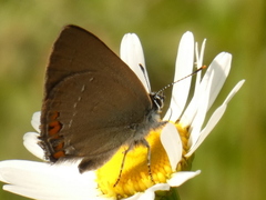 Satyrium acaciae