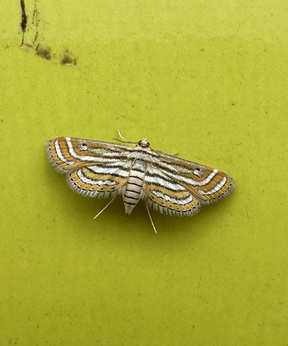 Parapoynx vittalis