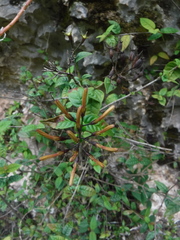 Exostema