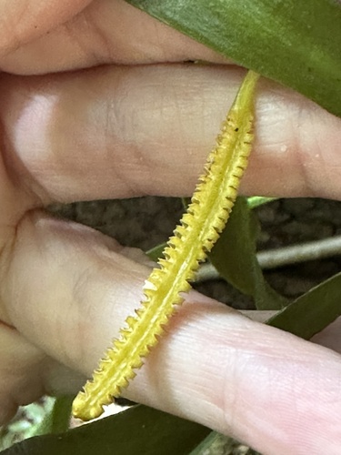 Image of Ophioderma pendulum by (c) Tara Severns, some rights reserved (CC BY)