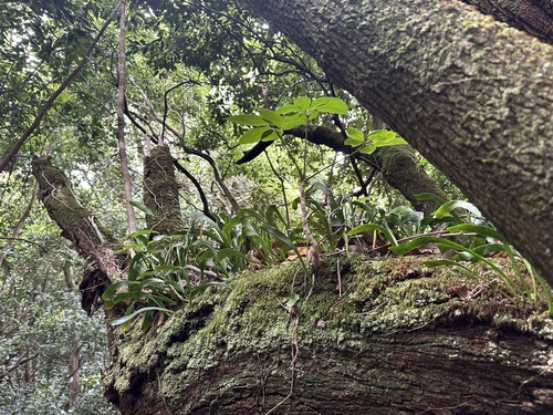 Image of Ophioderma pendulum by (c) Tara Severns, some rights reserved (CC BY)