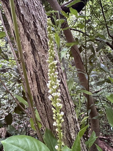 Image of Citharexylum spinosum by (c) Tara Severns, some rights reserved (CC BY)