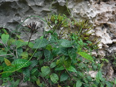 Exostema