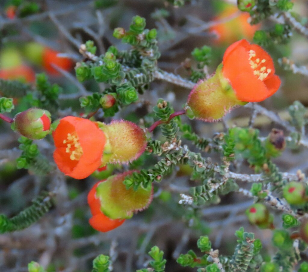 Bush Pomegranate