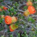 Bush Pomegranate - Photo (c) Joyce, some rights reserved (CC BY-NC), uploaded by Joyce