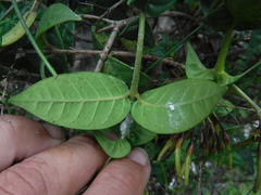 Exostema