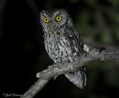 Megascops trichopsis