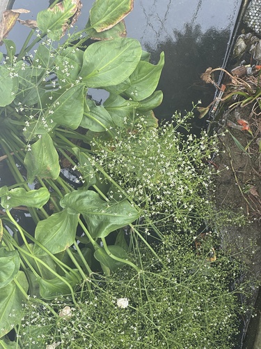 European Water-plantain