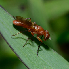 Zacompsia