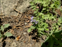Polemonium californicum
