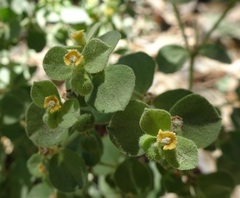 Euphorbia yaquiana