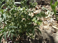 Euphorbia yaquiana