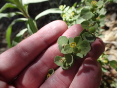 Euphorbia yaquiana