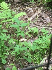 Arisaema stewardsonii