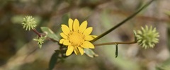 Grindelia fraxinipratensis
