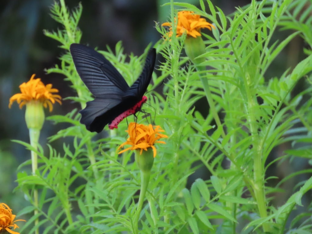 Common Batwing