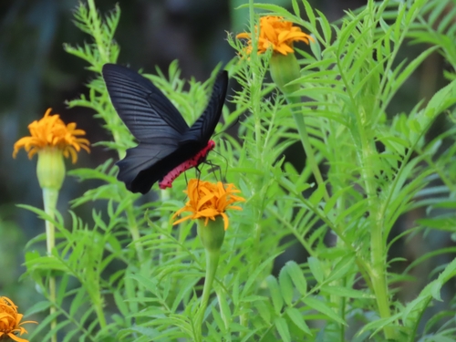 Common Batwing