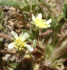 Potentilla subviscosa
