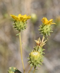 Grindelia fraxinipratensis