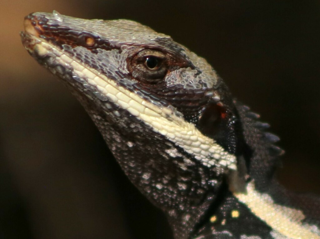 Long-Nosed Water Dragon