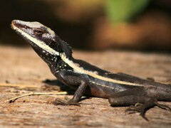 Long-Nosed Water Dragon photo 2