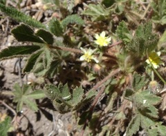 Potentilla subviscosa