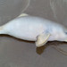 Estuarine River Dolphins - Photo (c) Diego Trillo, some rights reserved (CC BY-NC), uploaded by Diego Trillo