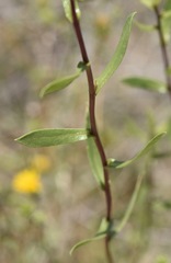 Grindelia fraxinipratensis