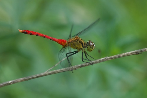 Four-tipped Darter