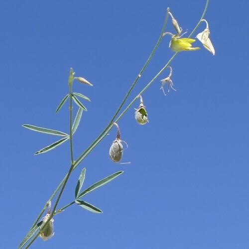 Crotalaria sphaerocarpa