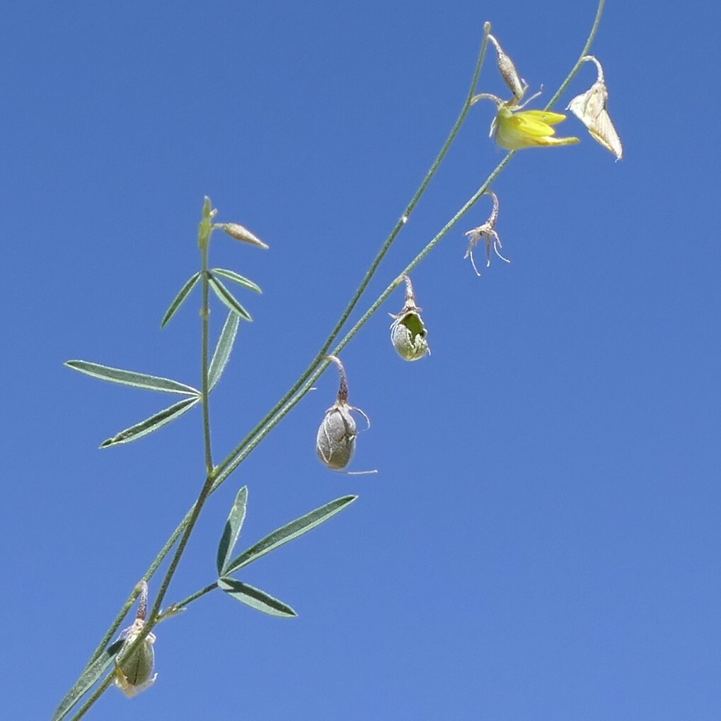 Crotalaria sphaerocarpa