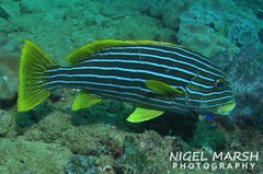 Plectorhinchus polytaenia