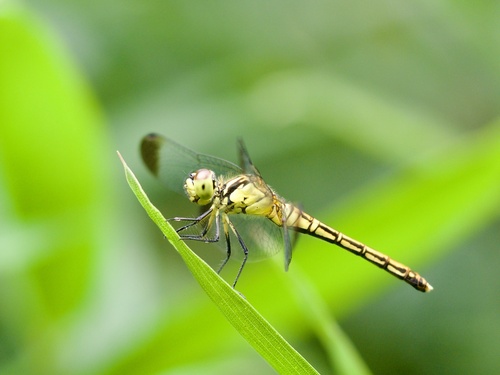 Four-tipped Darter