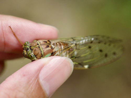 Evening Cicada photo 3
