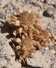 Aphyllon fasciculatum