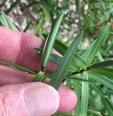 Veronica stenophylla