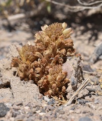 Aphyllon fasciculatum