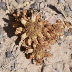 Aphyllon fasciculatum