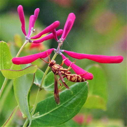 Apache Paper Wasp (Wildlife and Wildflowers of Texas - Insects ...