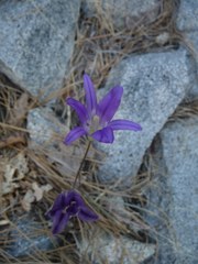 Brodiaea elegans elegans
