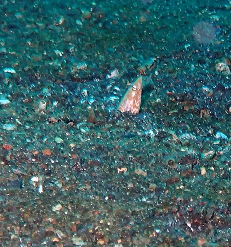 Apterichtus klazingai observed 2024-08-10