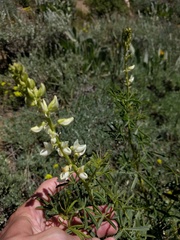 Lupinus arbustus