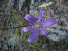 Brodiaea elegans elegans