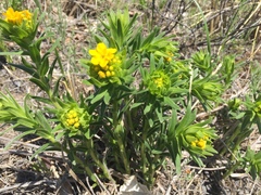 Lithospermum caroliniense