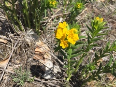 Lithospermum caroliniense