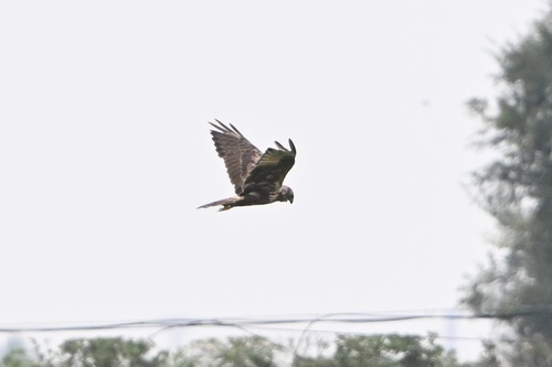 Eastern Marsh Harrier