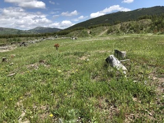Astragalus bourgovii