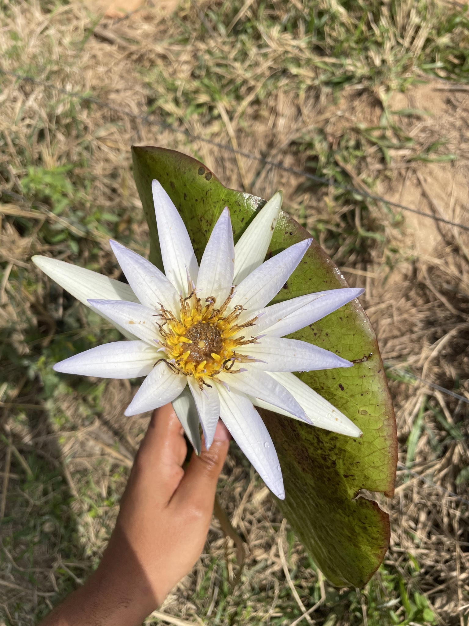 Nymphaea nouchali