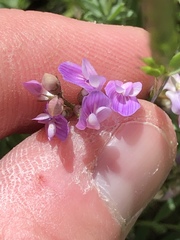 Astragalus bourgovii